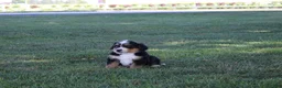 Bernedoodle dogs for sale: Rascal - Ad 5