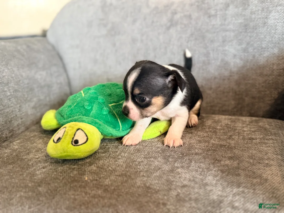 Chihuahua dogs for sale: Sinatra - Ad 2
