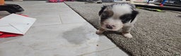 Miniature Australian Shepherd dogs for sale: Donut - Ad 5