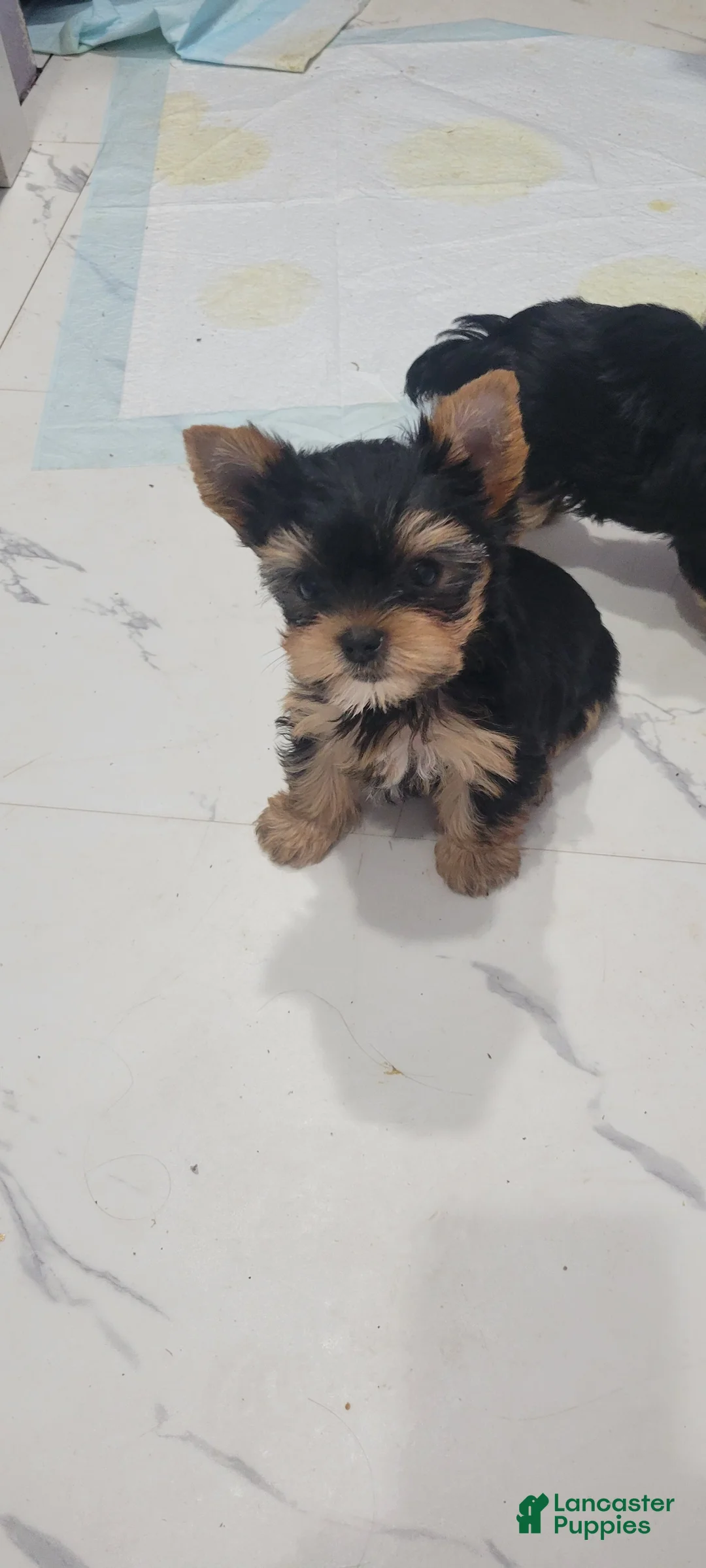 Yorkshire Terrier dogs for sale: Yorkshire Terrier 1 - Ad 2