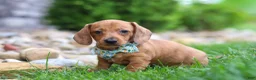 Miniature Dachshund dogs for sale: Ace - Ad 4