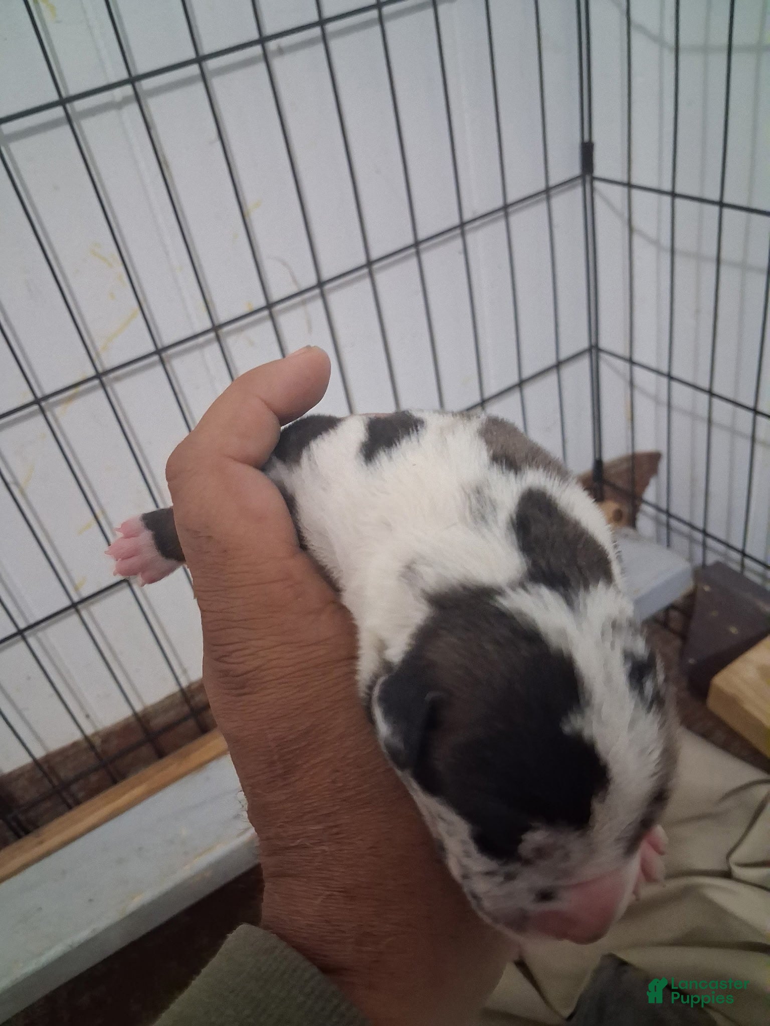 Cane Corso dogs for sale: Blizzard  - Ad 3