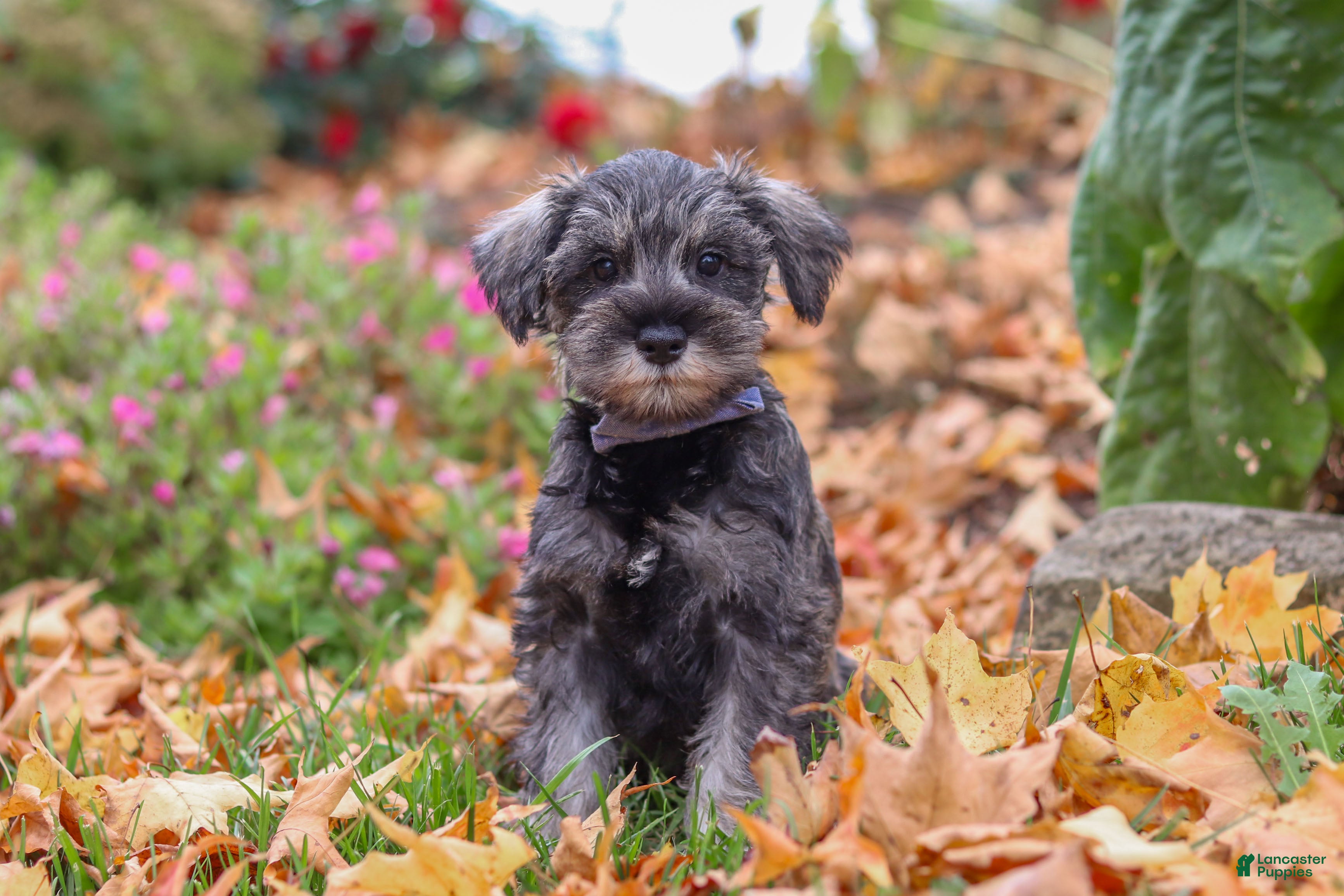 Miniature Schnauzer dogs Theo - Ad 2