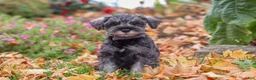 Miniature Schnauzer dogs for sale: Theo - Ad 2