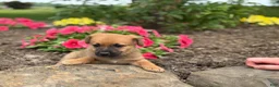 Mixed Breed dogs for sale: Challenger - Ad 3