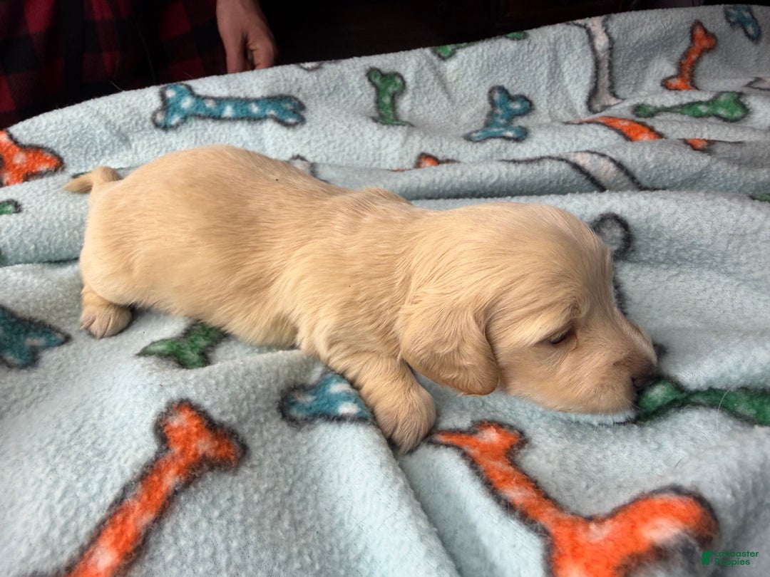 Miniature Dachshund dogs for sale: ee cream - Ad 26