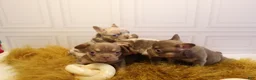 French Bulldog dogs for sale: DEVIL WEARS PRADA - Ad 11