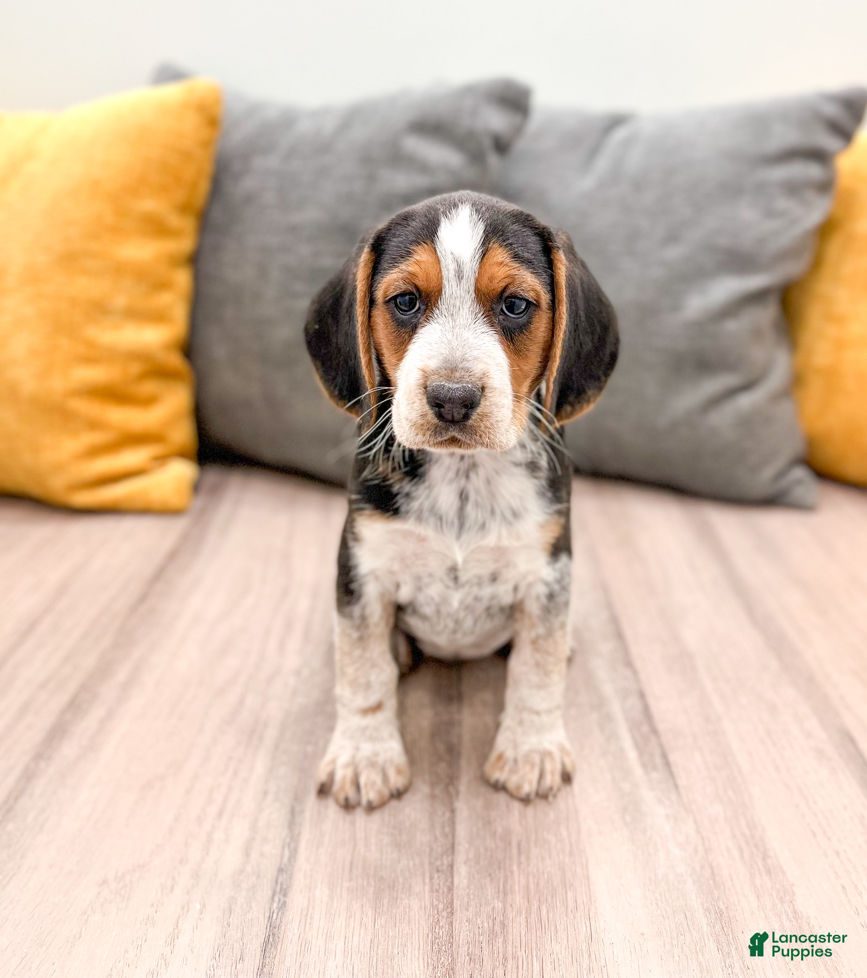 Beagle dogs Muffin - Ad 18