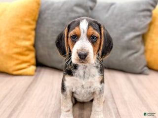 Beagle dogs Muffin - Ad 6