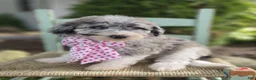 Mini Sheepadoodle dogs for sale: Jill - Ad 4