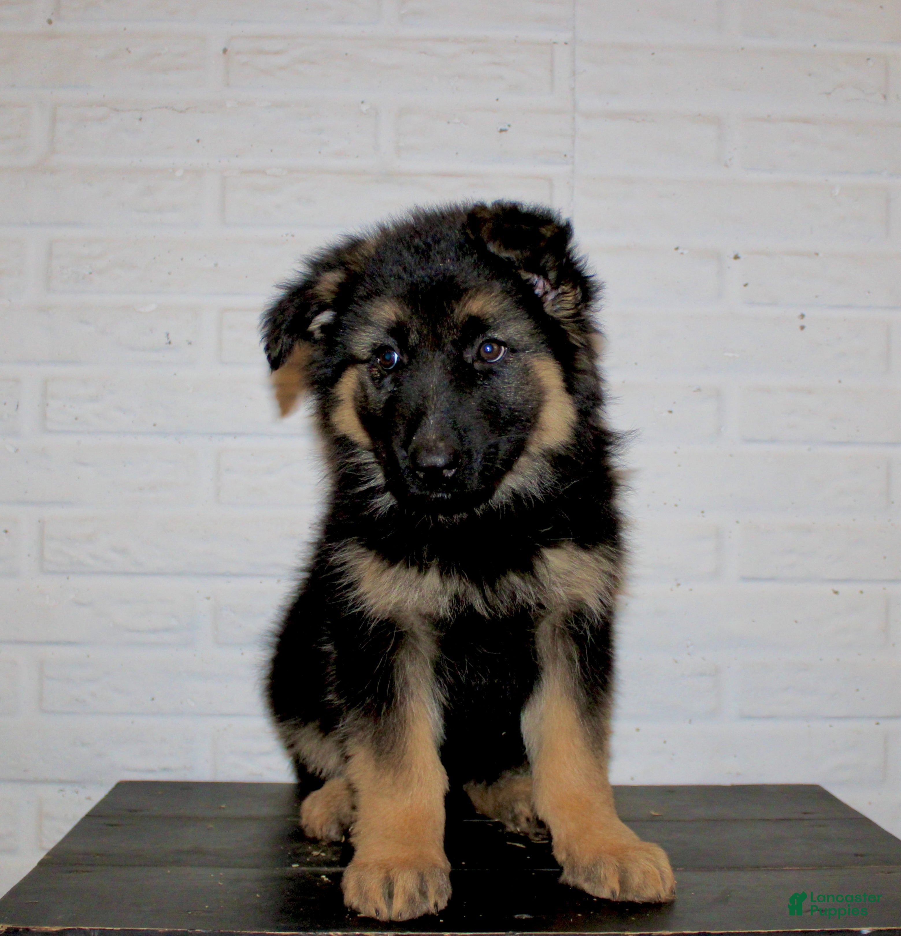 German Shepherd dogs Hollis - Ad 2