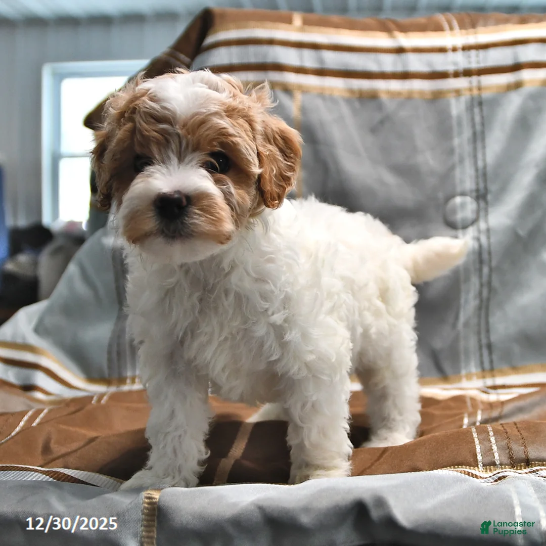 Goldendoodle dogs for sale: Maggie - Ad 10