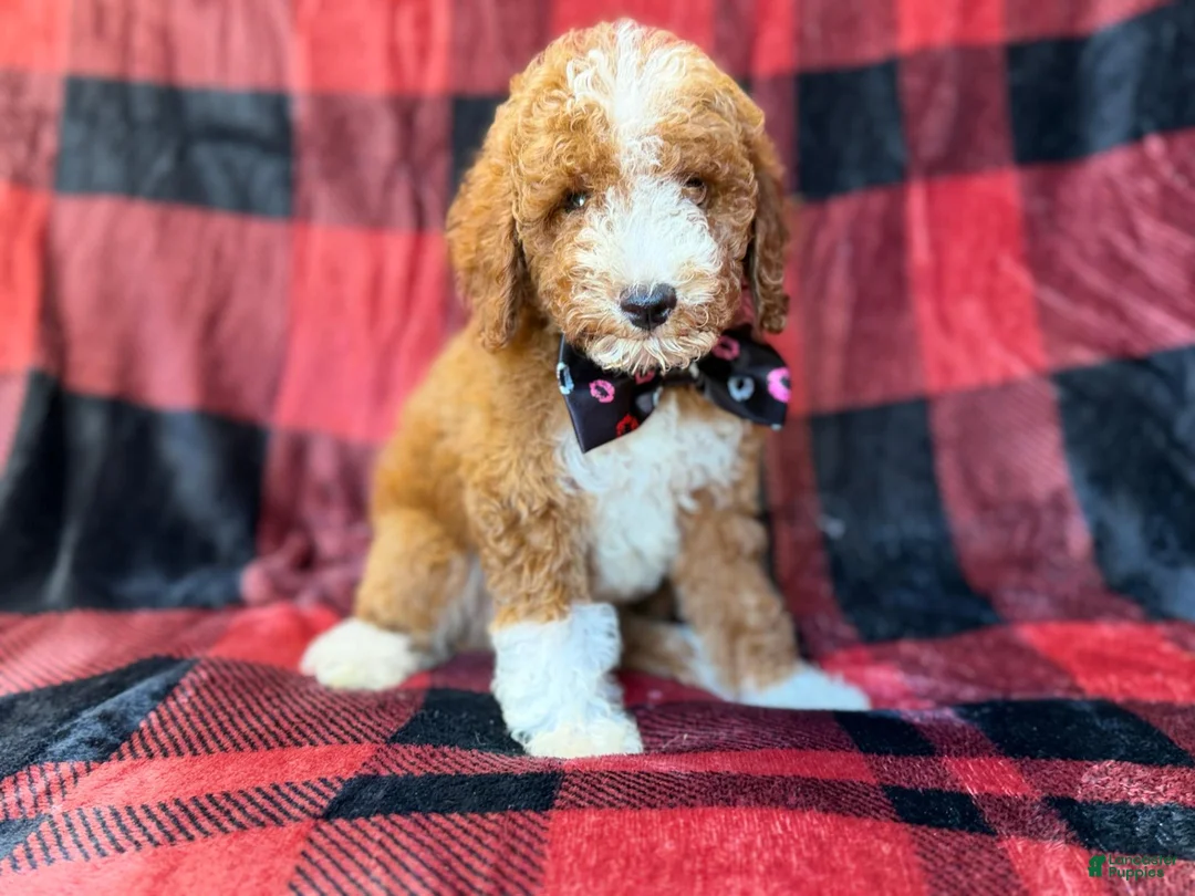 Miniature Poodle dogs for sale: Twix - Ad 1