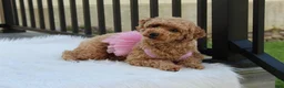 Bichpoo dogs for sale: Jenny - Ad 11