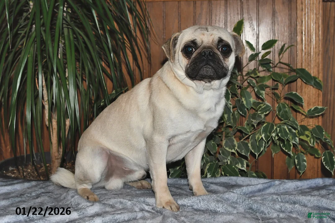Puggle dogs for sale: Dusty - Ad 5