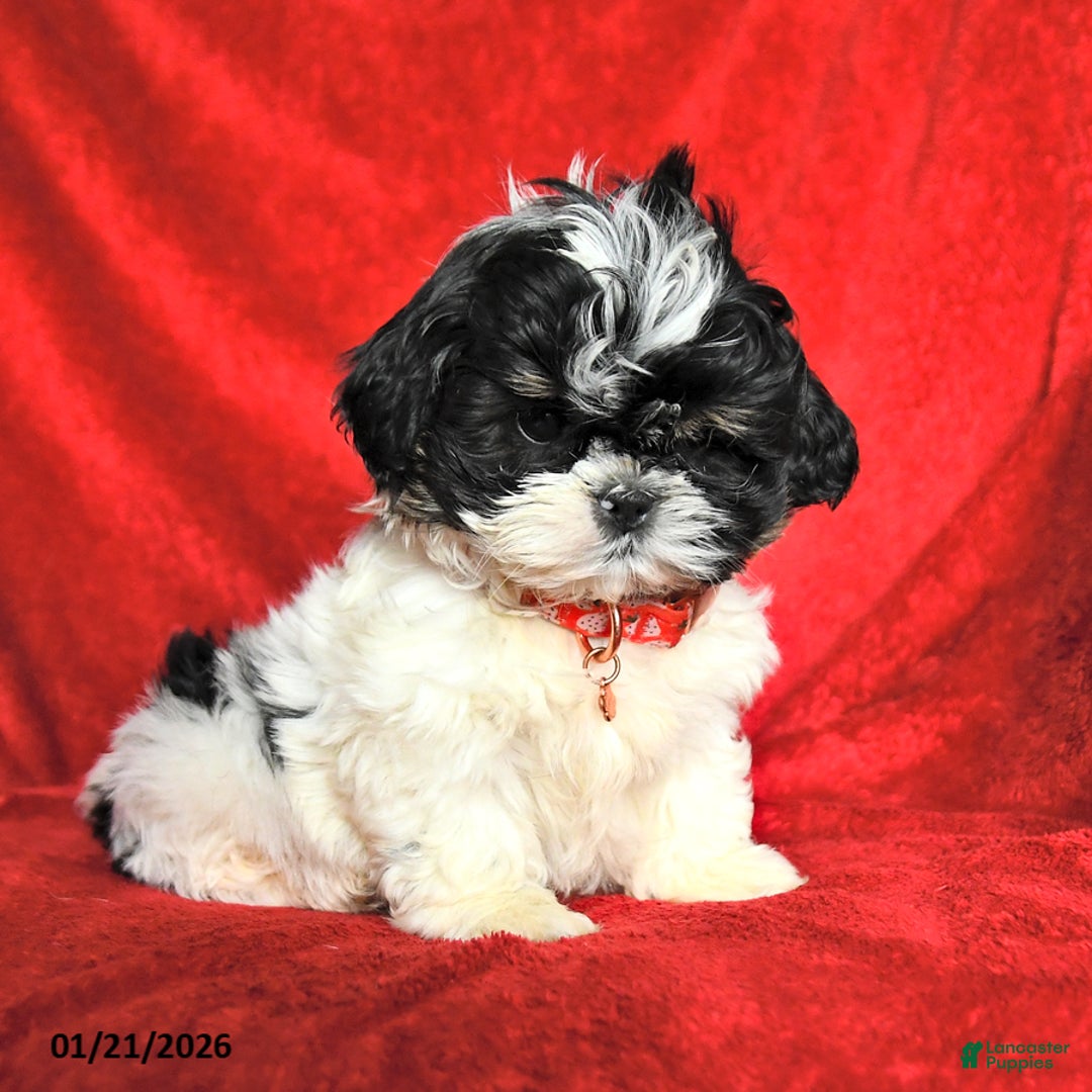 Lhasa Apso dogs for sale: Benny - Ad 4