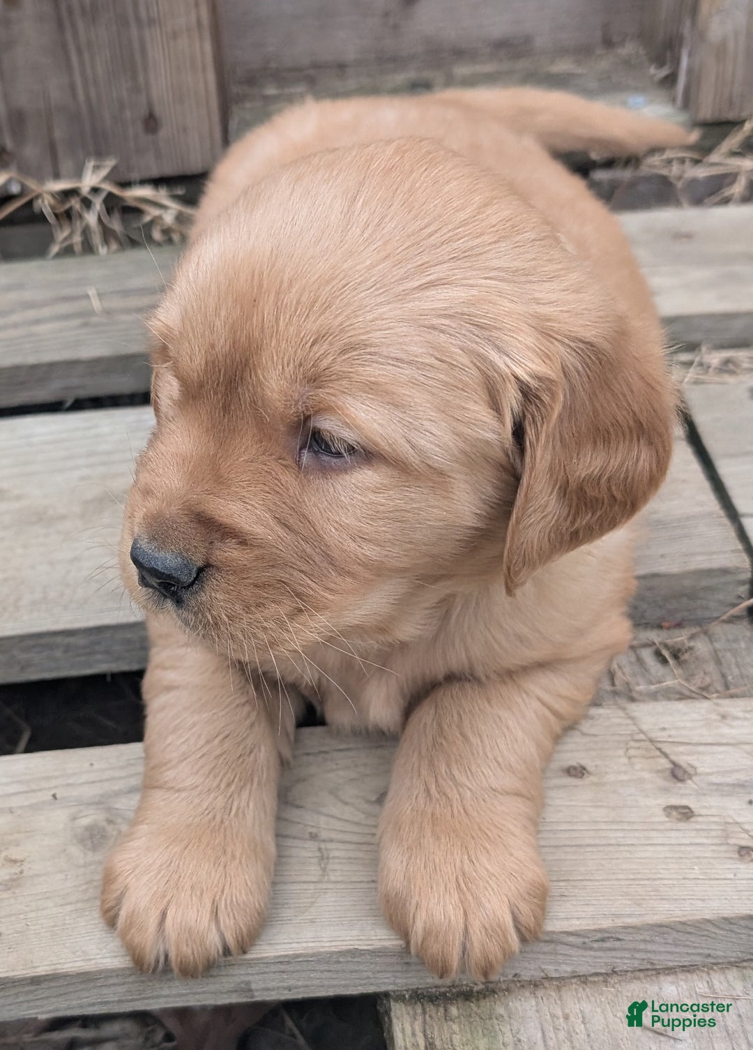 Golden Retriever dogs for sale: Max - Ad 2