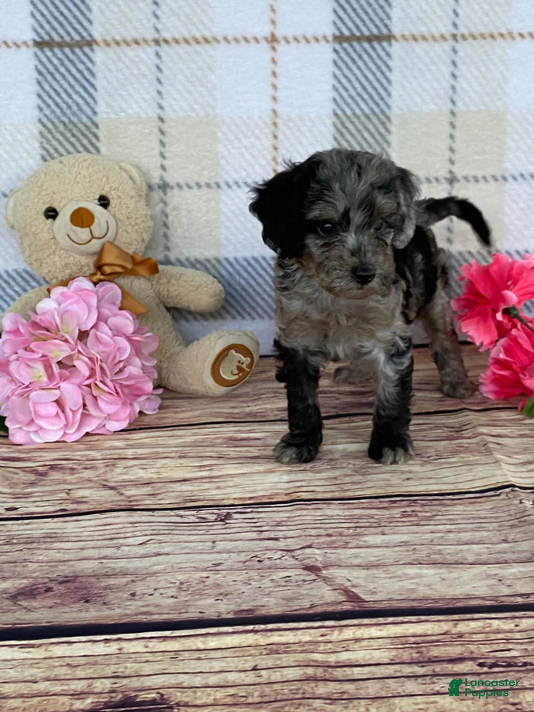 Miniature Labradoodle dogs for sale: Tina - Ad 10
