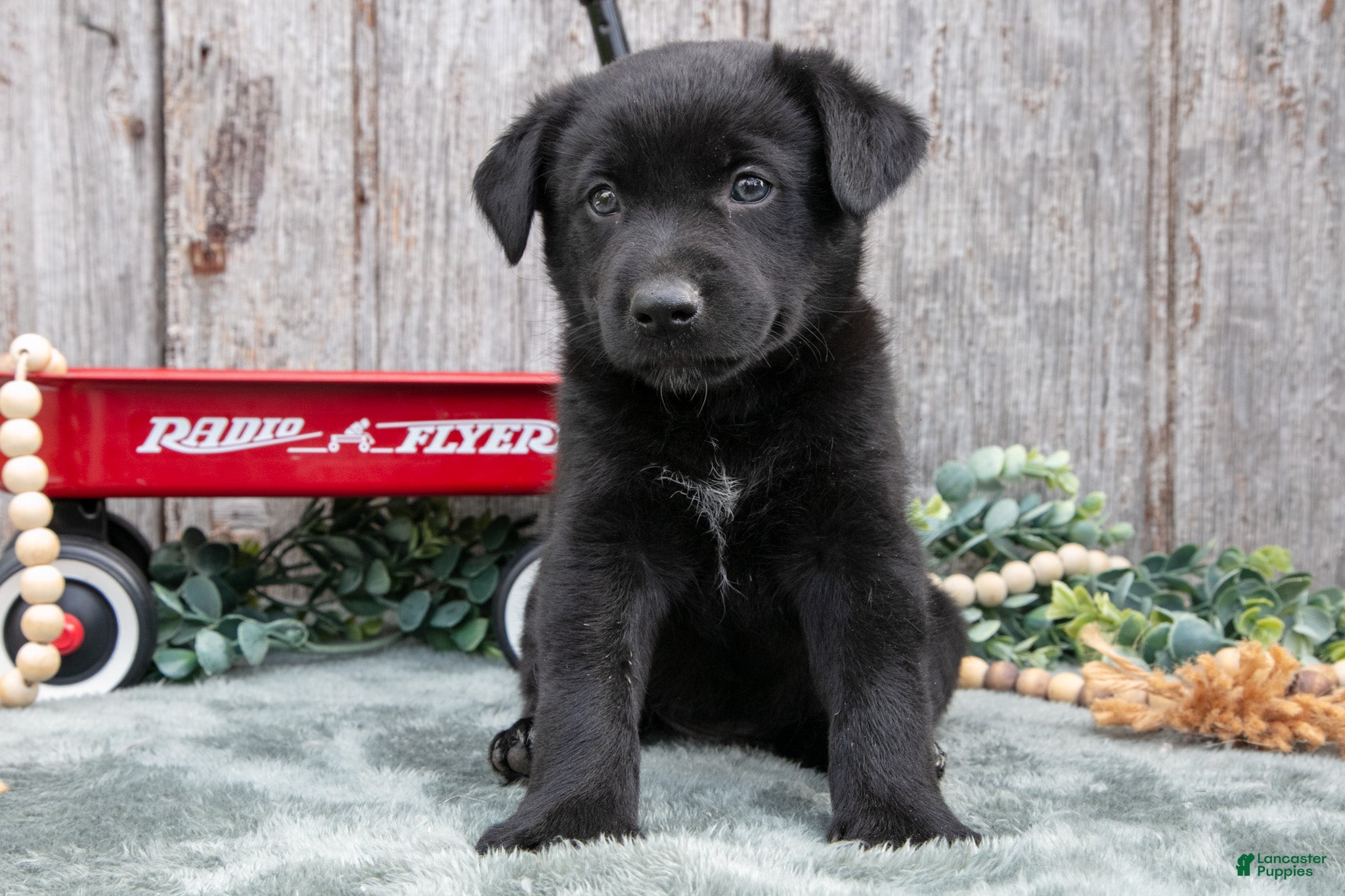 Mixed Breed dogs Sancho - Ad 1
