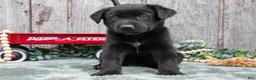 Mixed Breed dogs for sale: Sancho - Ad 1