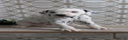 Dalmatian dogs for sale: Tyson - Ad 5