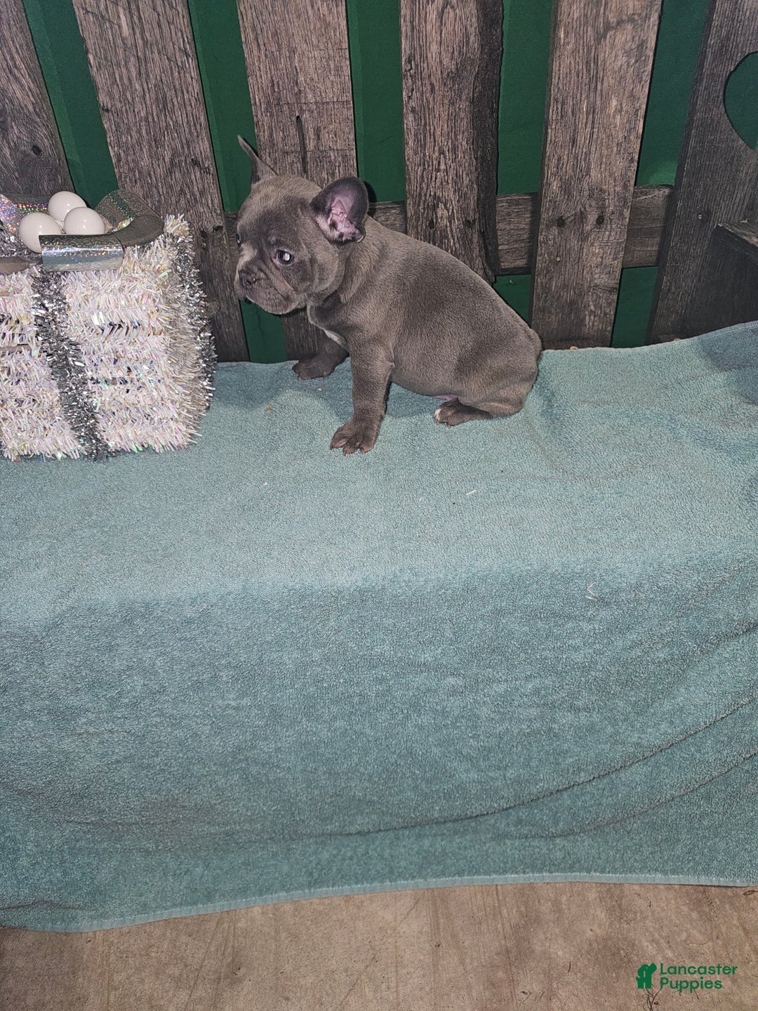Frenchton dogs for sale: Ace - Ad 2