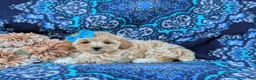 Maltipoo dogs for sale: Tiahna 9 lbs Full Grown - Ad 5