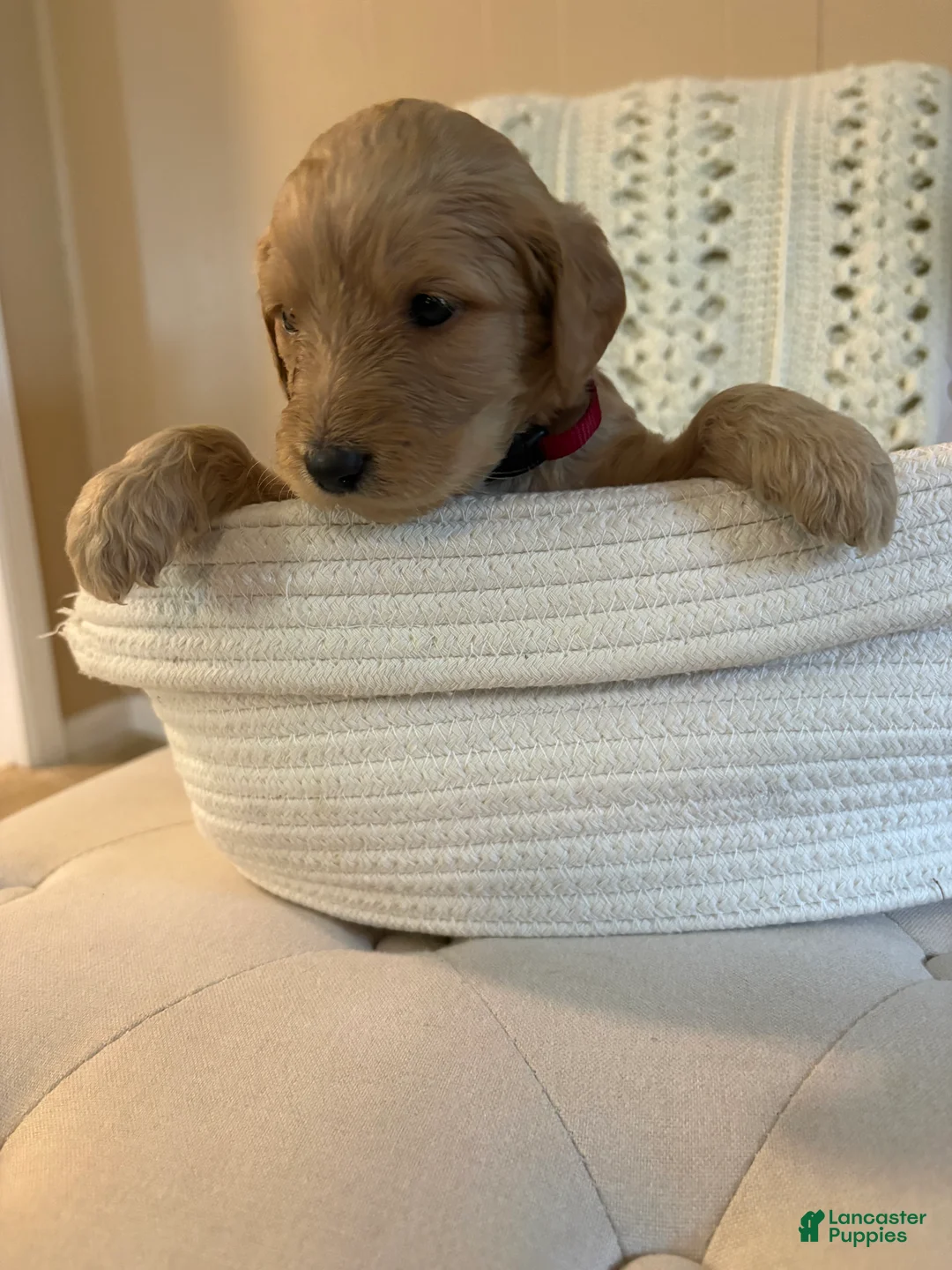 Goldendoodle dogs for sale: Goldendoodle burgundy collar - Ad 1
