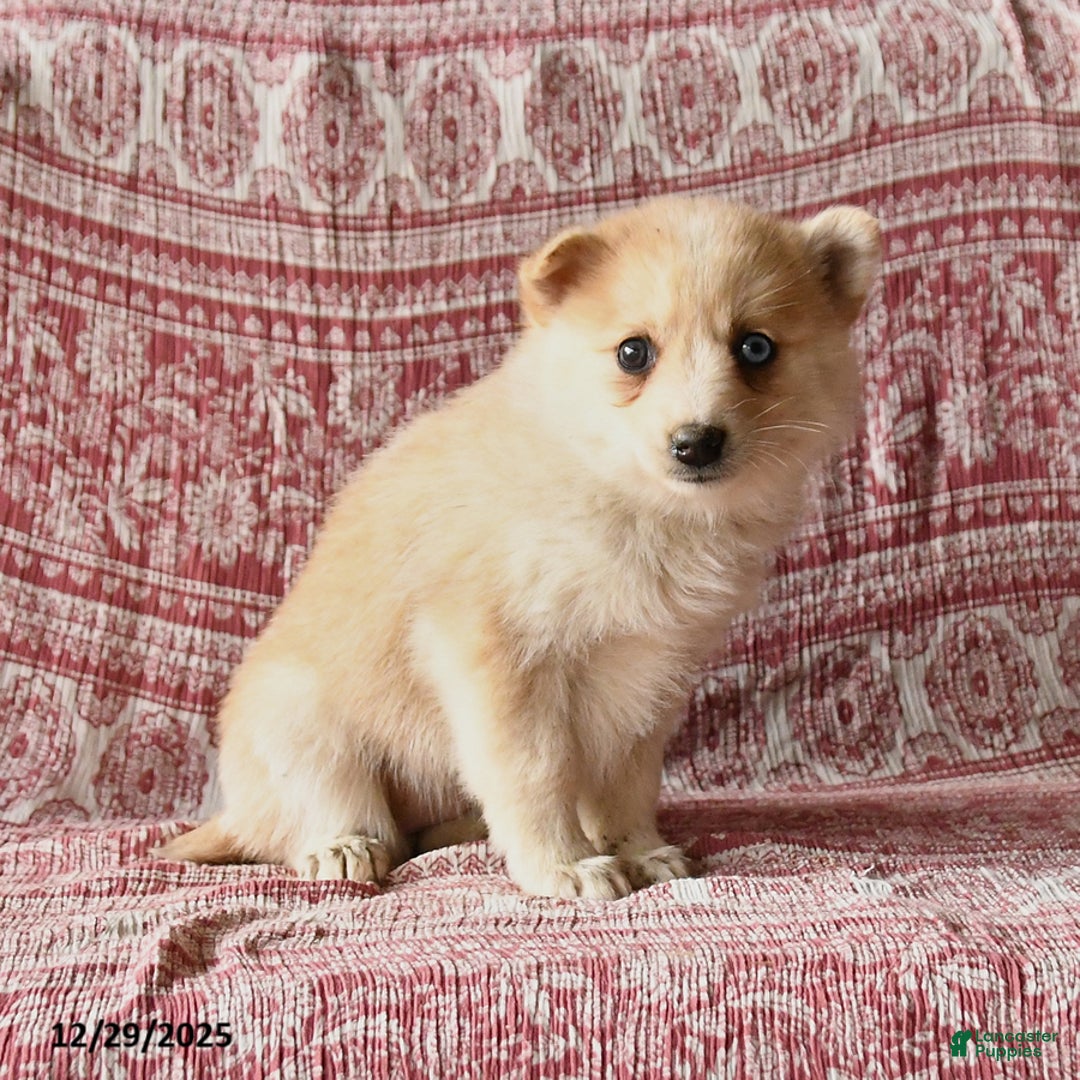 Pomsky dogs for sale: Lacey - Ad 2