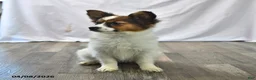Papillon dogs for sale: Swallowtail - Ad 5