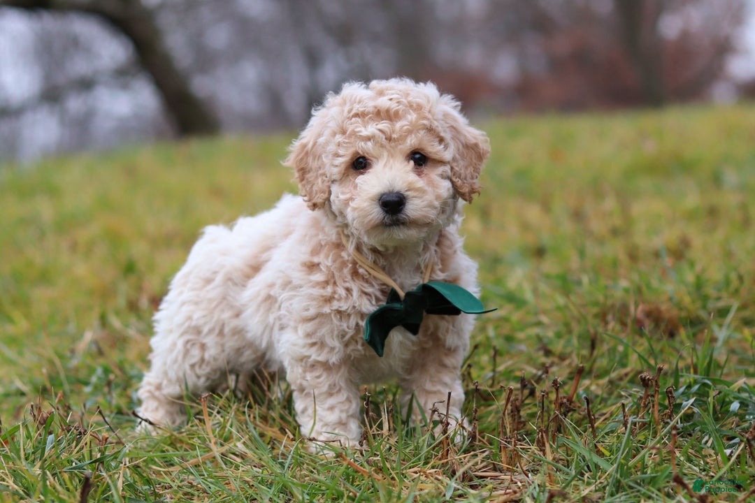 Bichpoo dogs for sale: Lucky - Ad 4