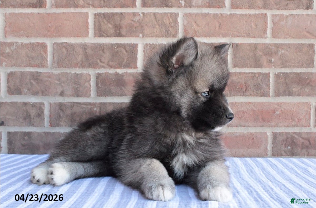 Pomsky dogs Paul - Ad 2