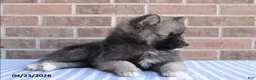 Pomsky dogs for sale: Paul - Ad 2
