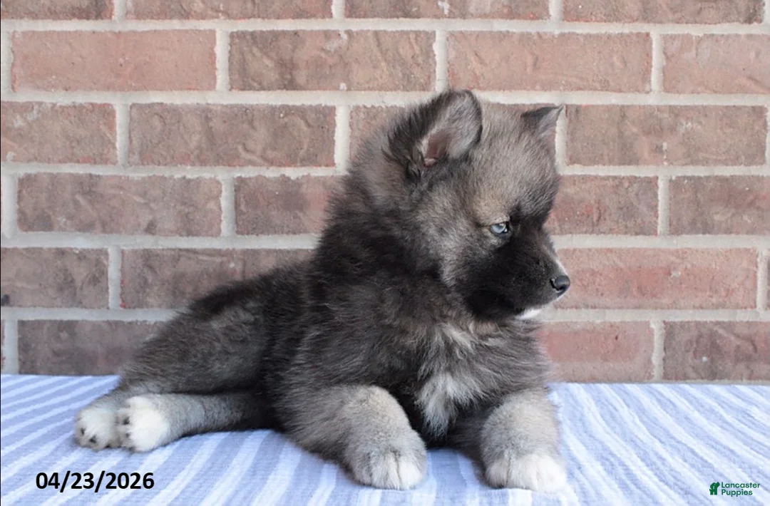 Pomsky dogs for sale: Paul - Ad 2