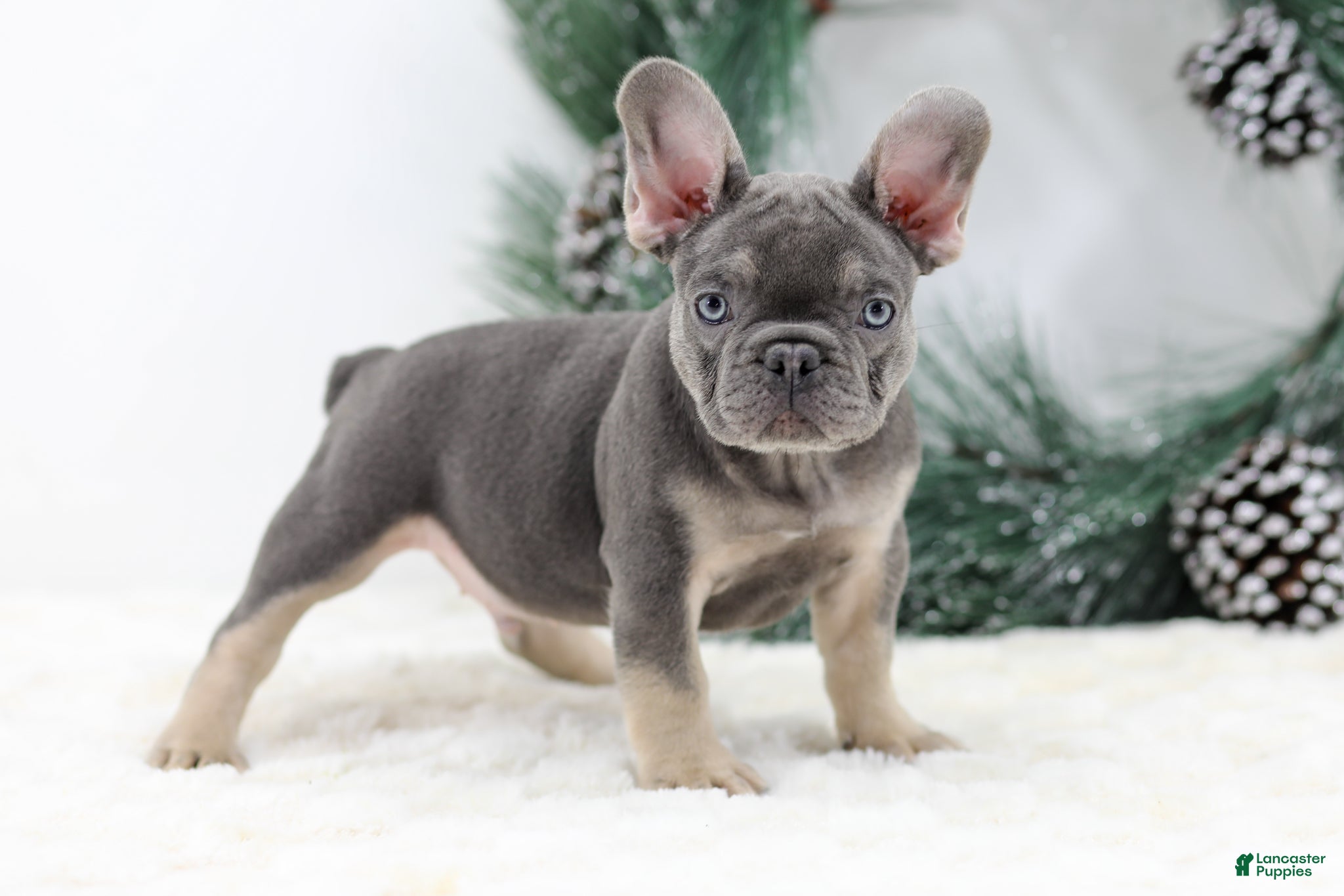 French Bulldog dogs Connor - Ad 18