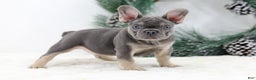 French Bulldog dogs for sale: Connor - Ad 1