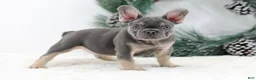 French Bulldog dogs for sale: Connor - Ad 1