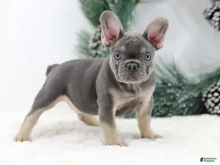 French Bulldog dogs Connor - Ad 21