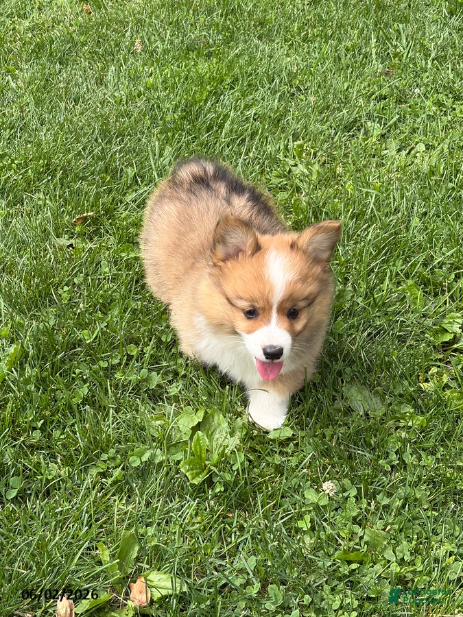Welsh Corgi Pembroke dogs for sale: Drake - Ad 1