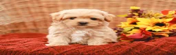 Maltipoo dogs for sale: Jolene - Ad 3