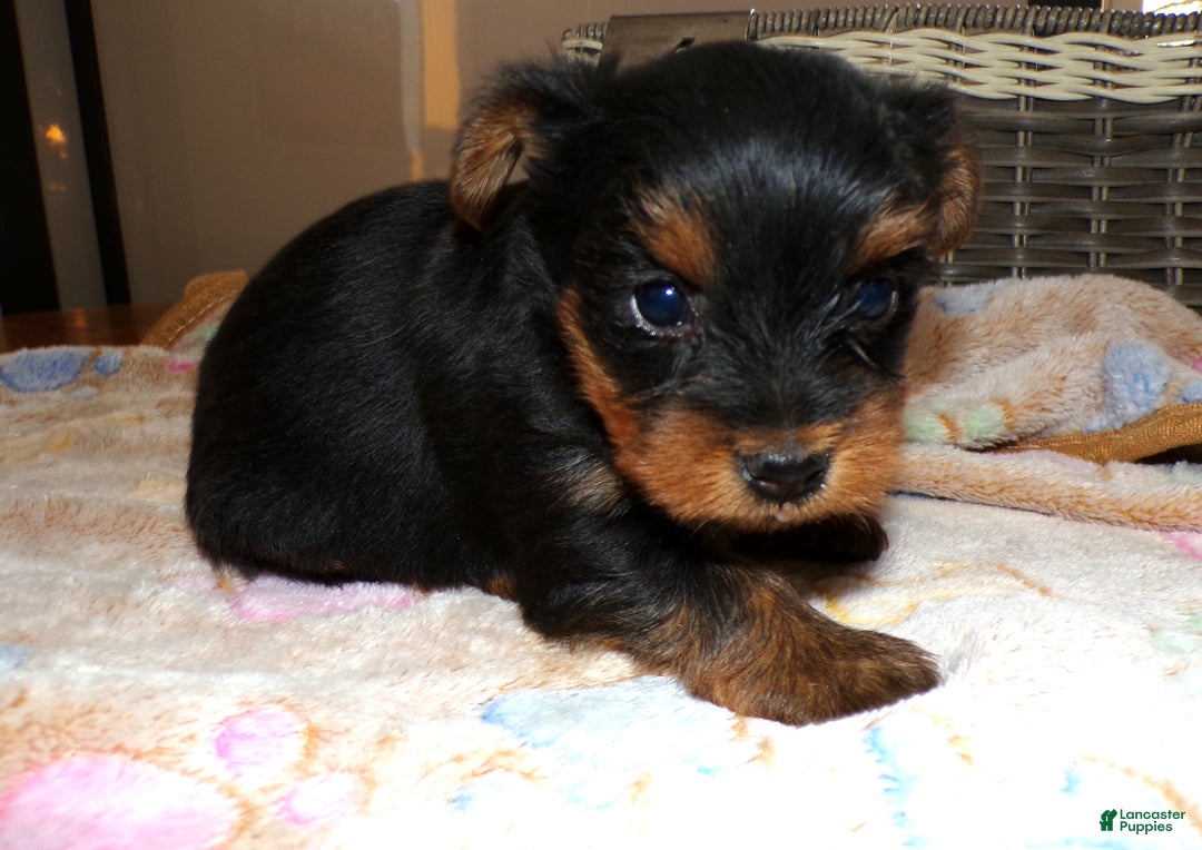 Yorkshire Terrier dogs for sale: Yorkshire Terrier Puppy 4 Sunshine - Ad 2