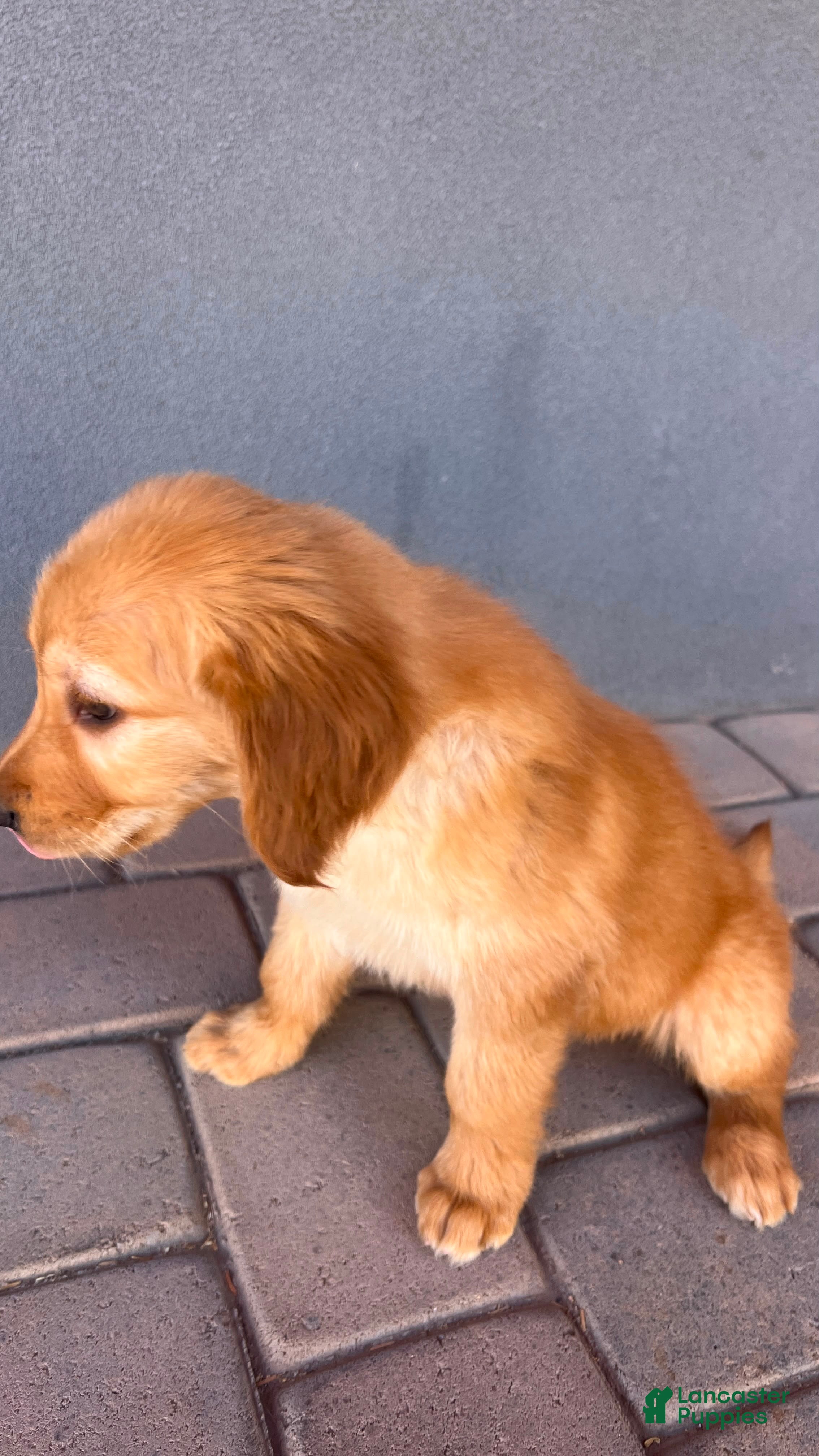 Golden Retriever dogs Golden Retriever 3 - Ad 2