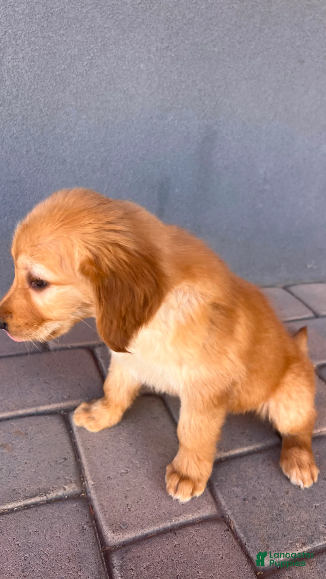 Golden Retriever dogs for sale: Golden Retriever 3 - Ad 2