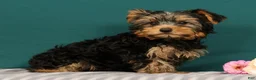 Yorkshire Terrier dogs for sale: Rose - Ad 5