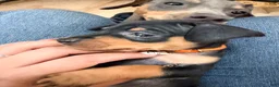 Miniature Pinscher dogs for sale: Lucy - Ad 18