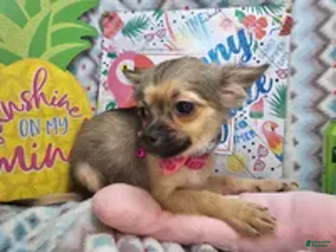 Chihuahua dogs for sale: Fawna LH (4 1/2 lbs) - Ad 1