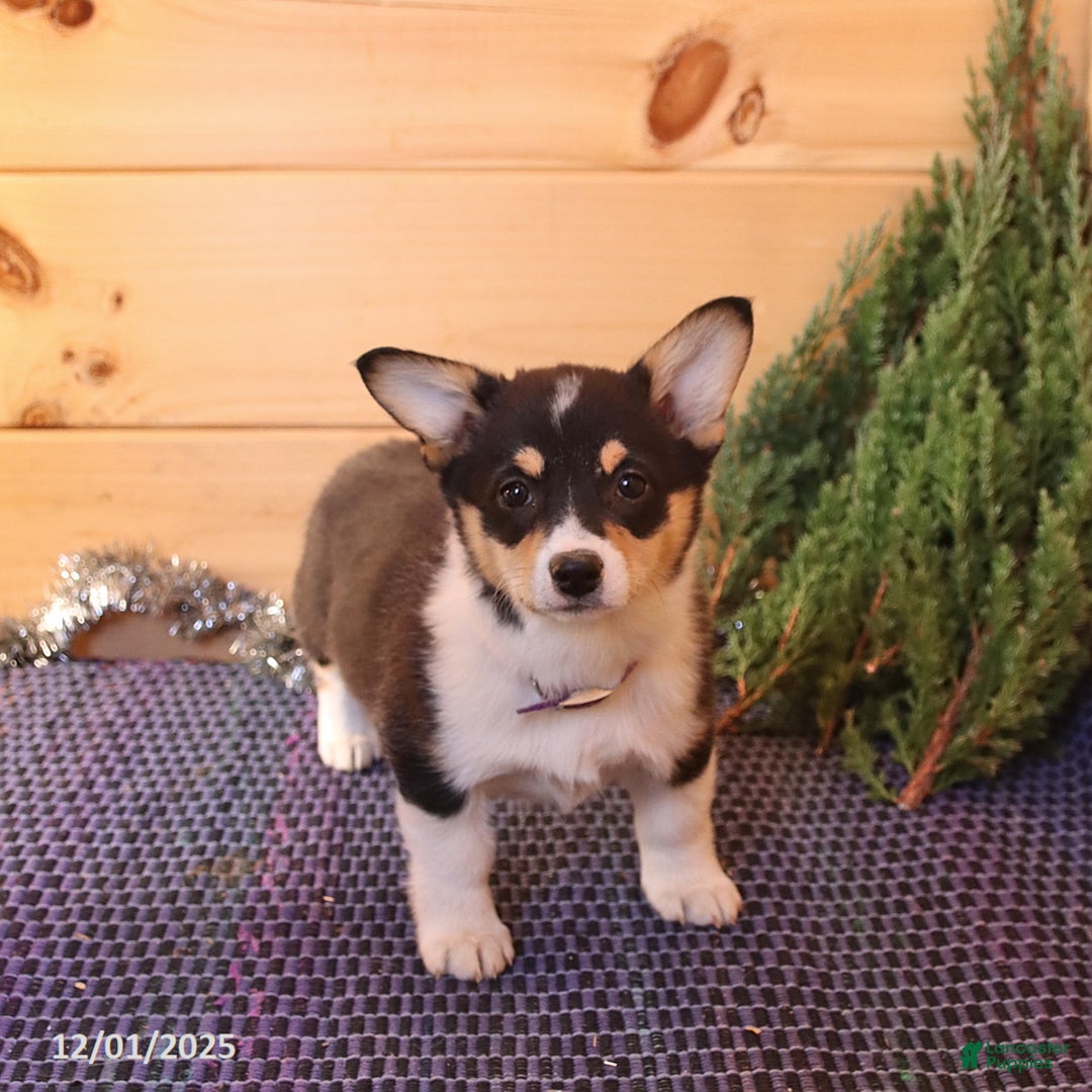 Welsh Corgi Pembroke dogs for sale: Sherri - Ad 4