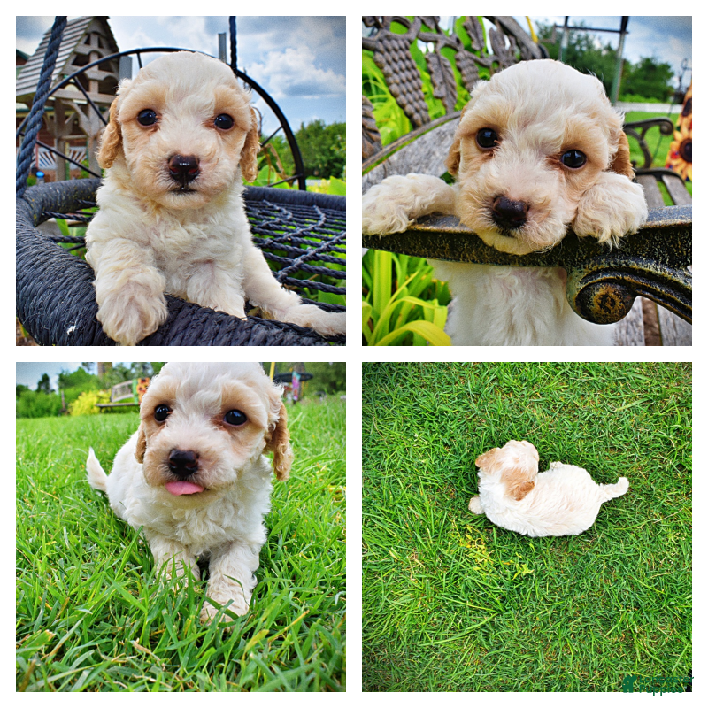 Havapoo dogs Ashley-SUMMER SALE!! $100 off listed price-this week only! - Ad 1