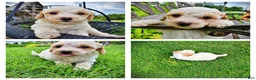 Havapoo dogs for sale: Ashley-SUMMER SALE!! $100 off listed price-this week only! - Ad 1