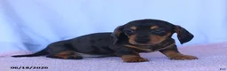 Miniature Dachshund dogs for sale: Dusty - Ad 5